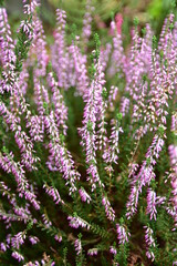 A pink heather shrub on a heather field in late summer.