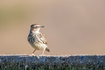 Orman toygarı » Woodlark » Lullula arborea