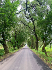 Road between large trees with green foliage on sunny day