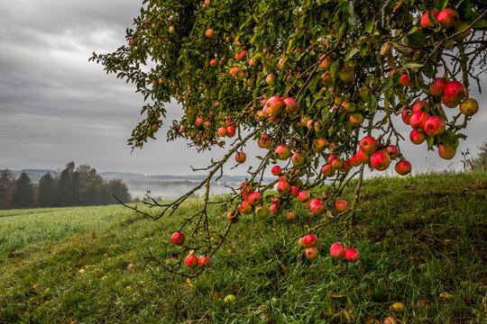 Apfelbaum im Herbst