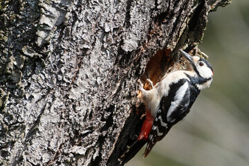 great spotted woodpecker (Dendrocopos major)