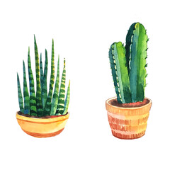 succulents-cacti