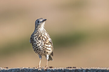 Ökse ardıcı » Turdus viscivorus » Mistle Thrush