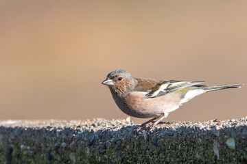 İspinoz » Common Chaffinch » Fringilla coelebs