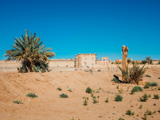 oasis in the desert