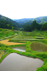 棚田
