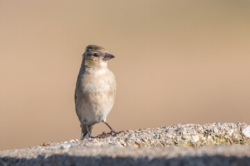 İspinoz » Common Chaffinch » Fringilla coelebs