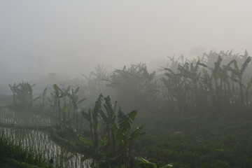 misty morning in the forest