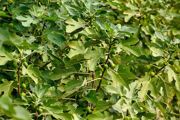 Fototapeta na wymiar Beautiful bush of common fig Ficus carica on pine branches background.