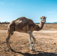 camel in the desert