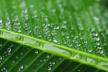 Orvalho sobre folha de bananeira