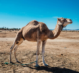 camel in the desert