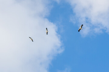 Drei fliegende Störche