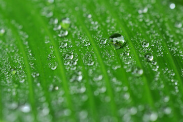 Orvalho sobre folha de bananeira
