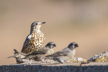 Ökse ardıcı » Turdus viscivorus » Mistle Thrush
