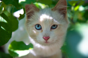 Close-up of the face of a white kitten with narrowed blue eyes in green foliage. © Liliya