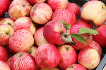 Delicious pink apples on the market macro