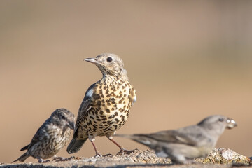 Ökse ardıcı » Turdus viscivorus » Mistle Thrush