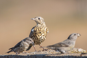 Ökse ardıcı » Turdus viscivorus » Mistle Thrush