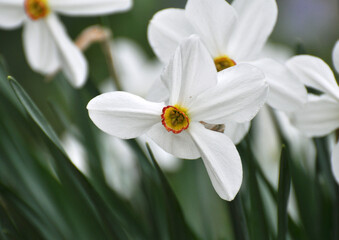 Obraz premium Narcissus (daffodils) bloom in the flowerbed.