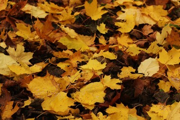 Beautiful yellow and brown leaves in the Park