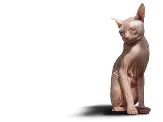 Canadian Sphynx. Canadian Sphinx on a white background.