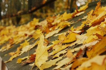 Beautiful yellow and brown leaves in the Park
