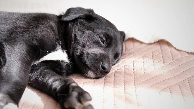 Adorable Black Puppy Lying Down on the Bed. Cute Puppy and Fall Asleep with Sleepy Eyes Closing. Super Adorable Active Pet, Loved and Cared for, Relaxed on Bed, wait for Owner. Pet Concept