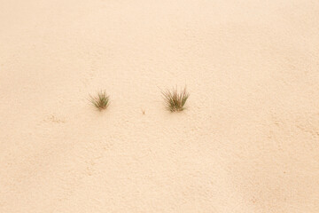 Dry vegetation on fine and dry sand dunes