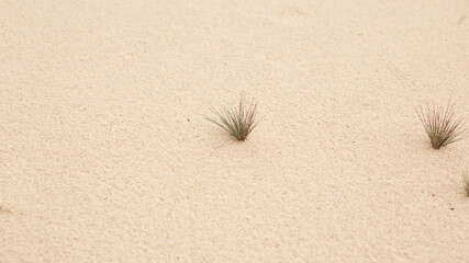 Dry vegetation on fine and dry sand dunes