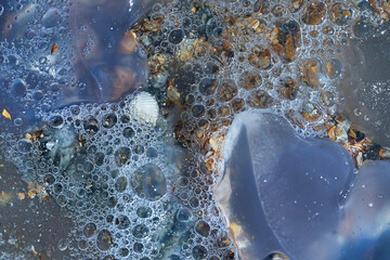 Sea life. Jellyfish.