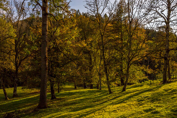 Abendsonne im Herbstwald