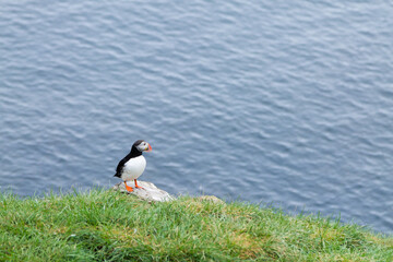 Atlantic puffin from Borgarfjordur fjord, east Iceland