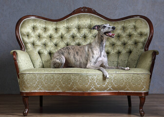 Wippet of grey background at the photo shoot