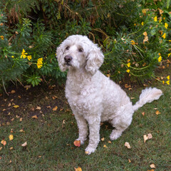 Poodle mix in the garden of yellow flowers