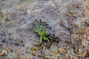 European green crab hinding in a shallow water pond amongst red, yellow and green seaweed, Shore Crab carcinus maenus in usual habitat