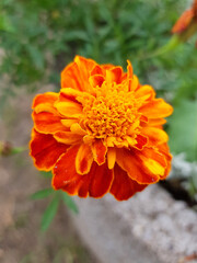 marigold (in german Studentenblume also Samtblume) Tagetes