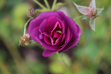 Purple rose type Rhapsody in Blue in the rosarium in Boskoop