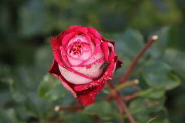 Red rose type Maxim in the rosarium in Boskoop