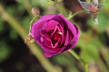 Purple rose type Rhapsody in Blue in the rosarium in Boskoop