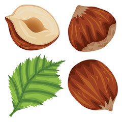 Vector stock illustration set of realistic colored hazelnut and hazelnut leaf isolated on white background for web design. Hand-drawn illustration about veganism and proper nutrition.