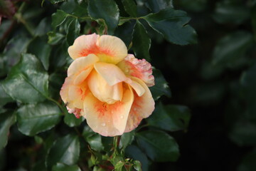 Orange rose type Sirius in the rosarium in Boskoop in the rosarium in Boskoop