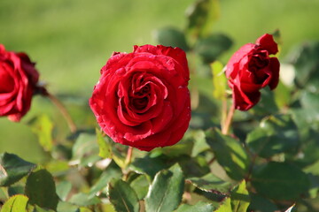 Red rose type Pride of England in the rosarium in Boskoop