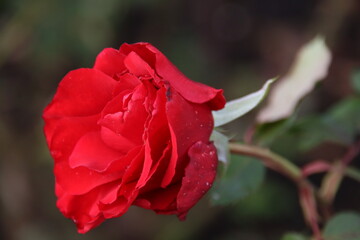 Red rose type Pride of England in the rosarium in Boskoop