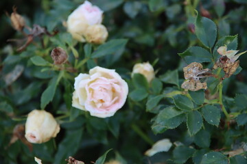 Pink rose type La  Louis Couperus in the rosarium in Boskoop