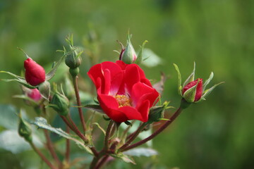Red rose type La Belle Rouge in the rosarium in Boskoop