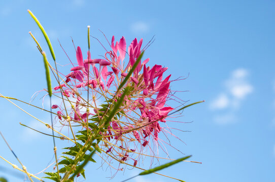 Flowers. Cleoma on a natural sky background