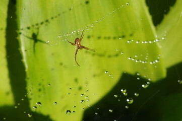 Aranha com teia orvalhada