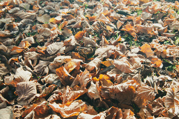 Covered earth with leaves in autumn