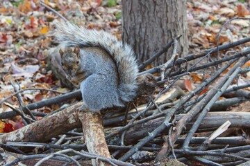 A cute grey squirrel begs for food in a park in Montreal city area in autumn, October or November, hiding under fluffy tail. Urban fauna like this is very present in North America.